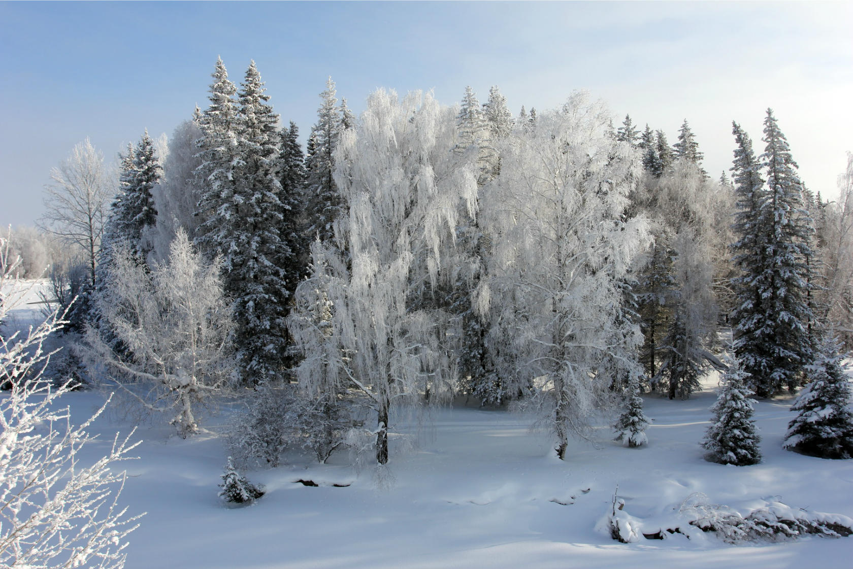 Экскурсия в зимний лес