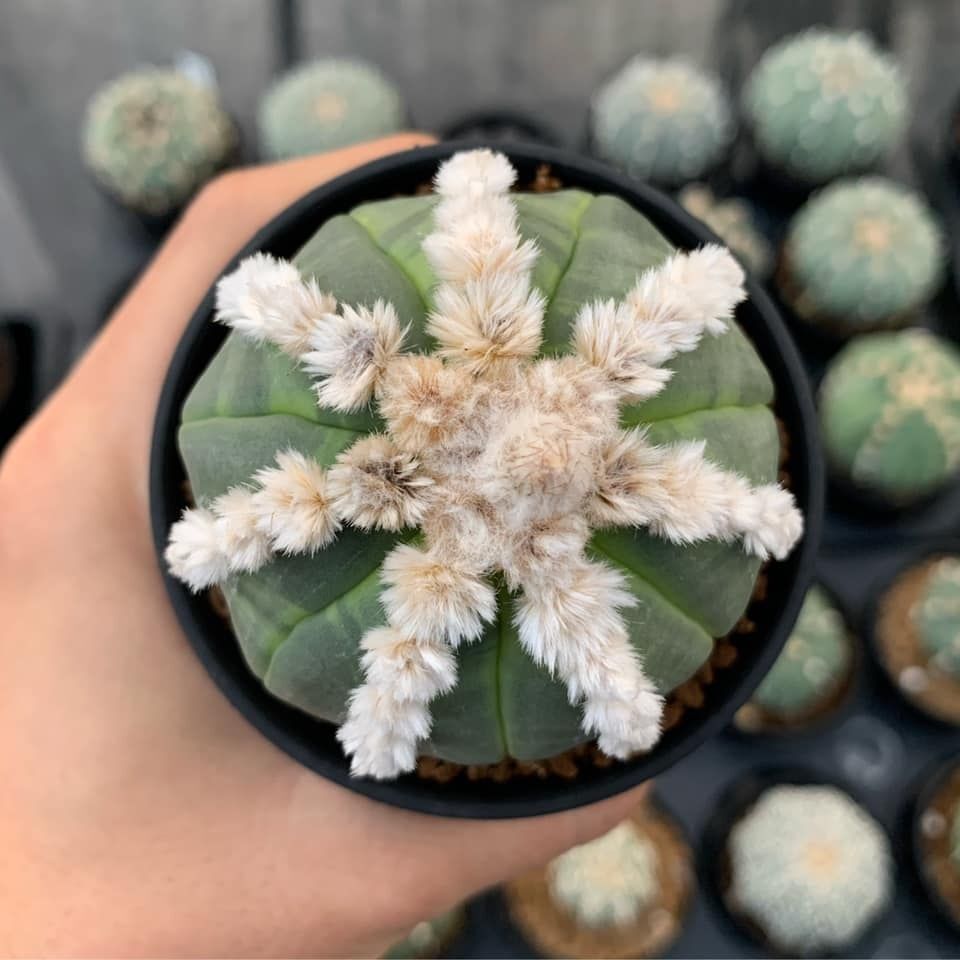 Green indoor plant in pot