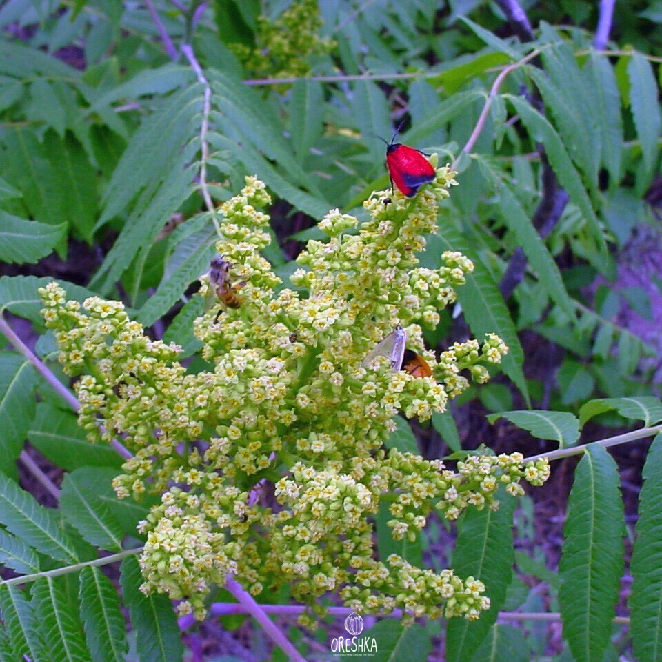 Сумах голый Rhus glabra