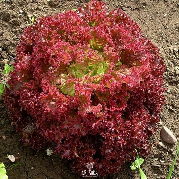 Seeds of Lactuca sativa Salad Lolla Rossa (Lactuca sativa) — 100 pcs