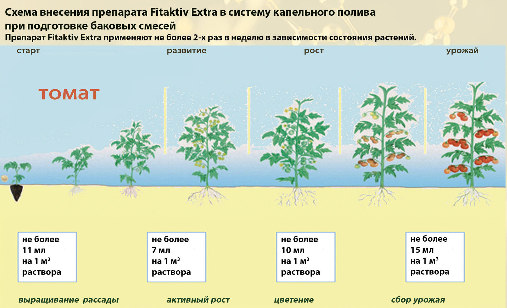 Фазы развития томатов по дням
