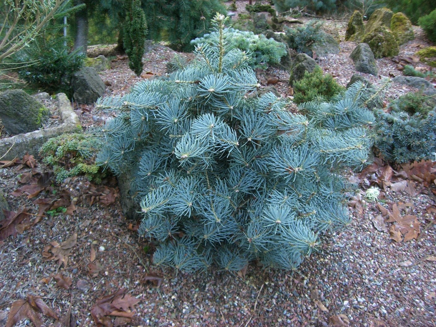 Пихта одноцветная Ла Вета​ (Abies concolor La Veta​)