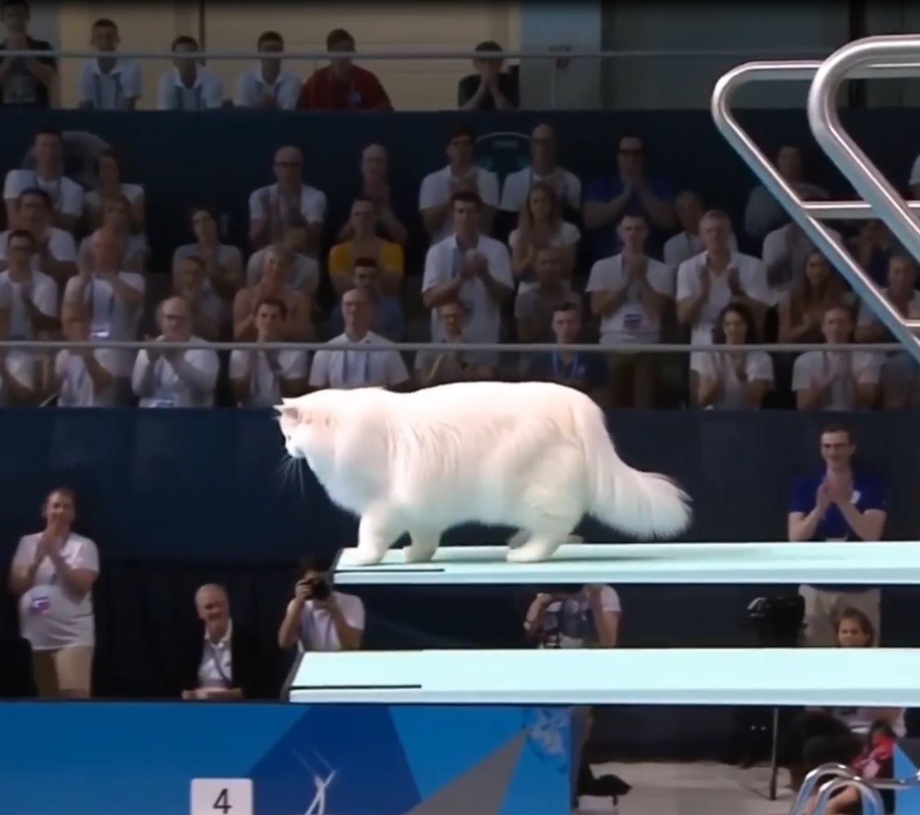 Олимпийские игры среди кошек