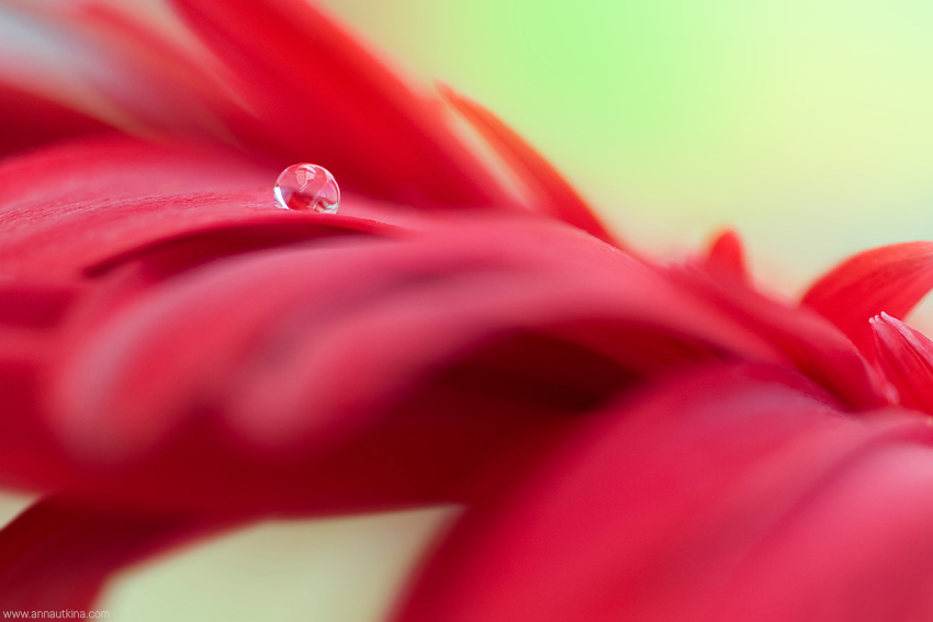 macro, macro flower, macro art, anna utkina, photography, macrophotograpy, floral art, макро, макрофотография, анна уткина