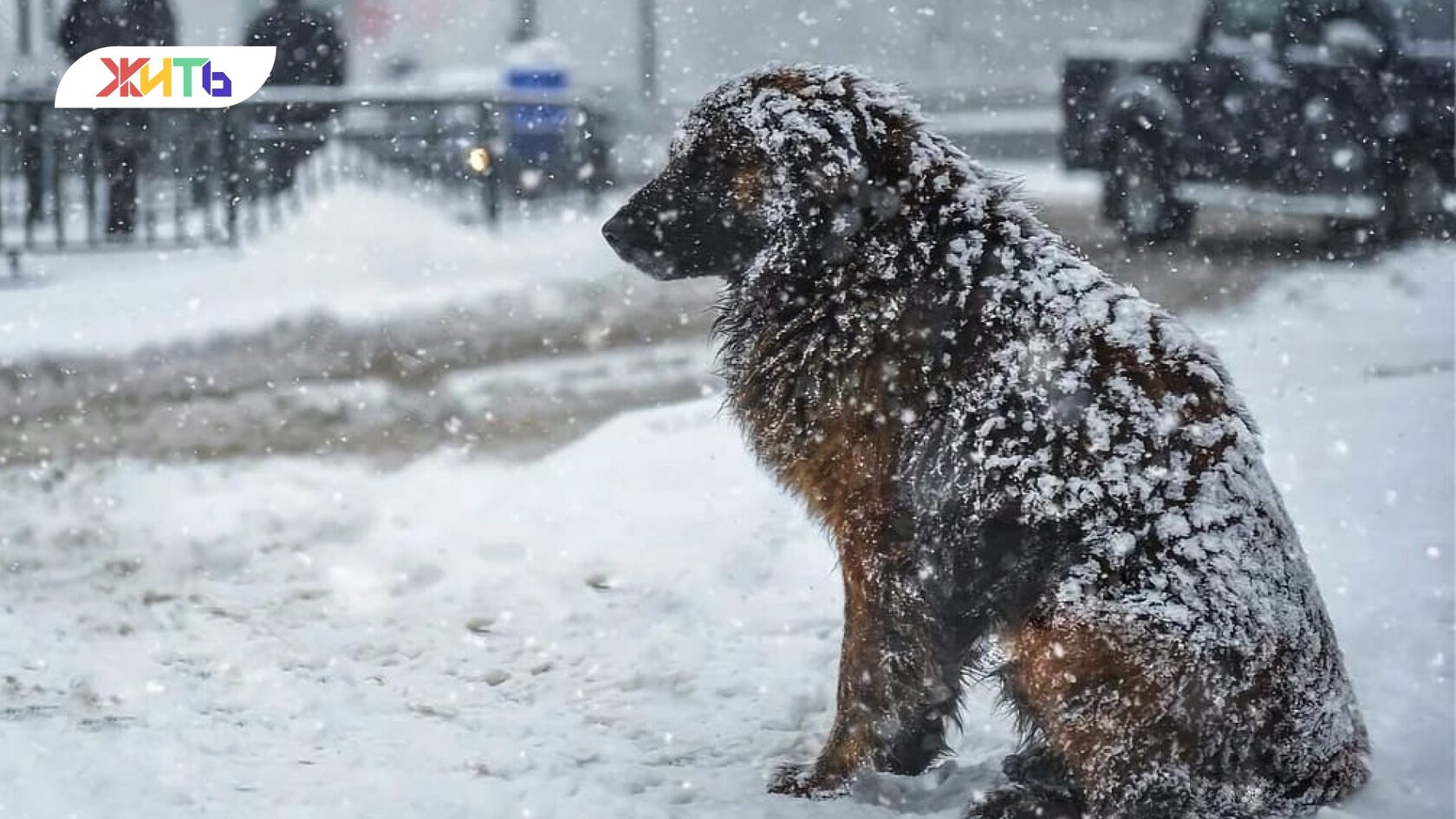Кот в утеплённом домике