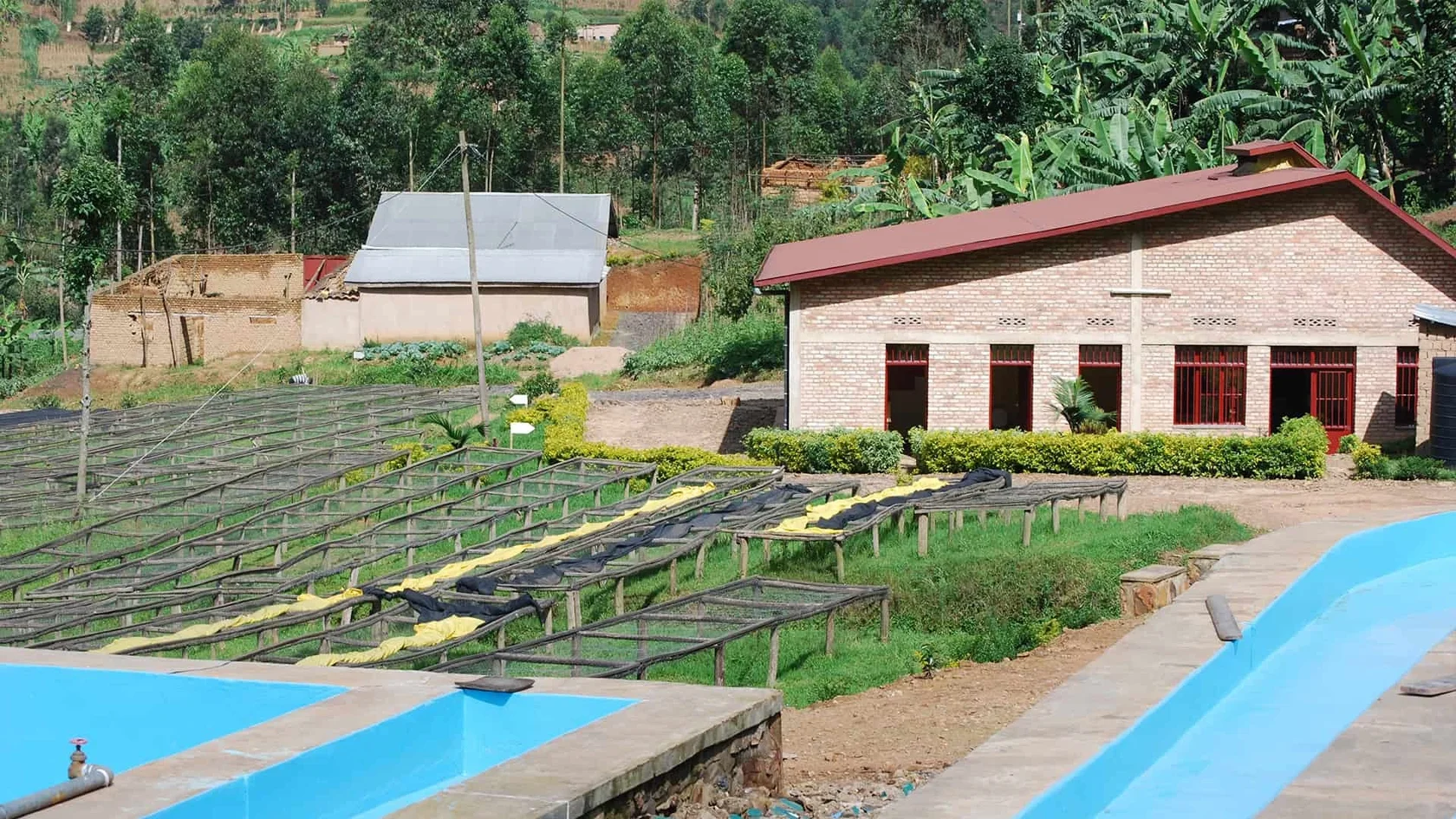 Кофейные плантации Руанды