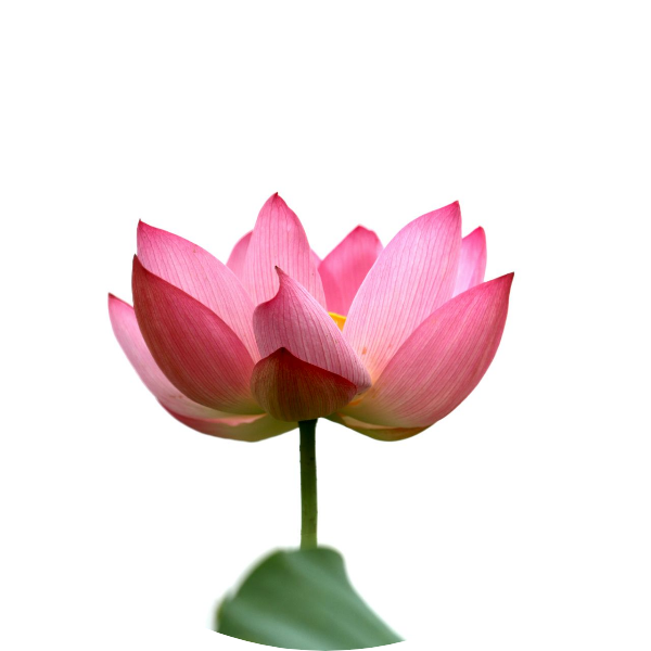 Книга растений