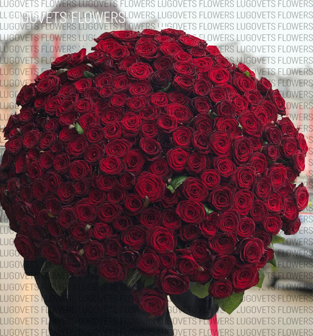 Букет роз большой 501 роза