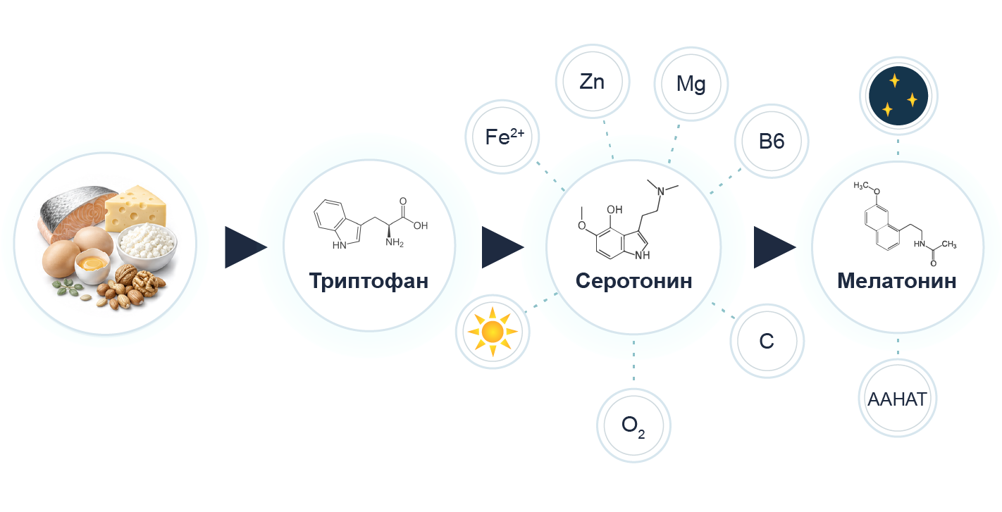 Цепочка преобразования нейромедиаторов