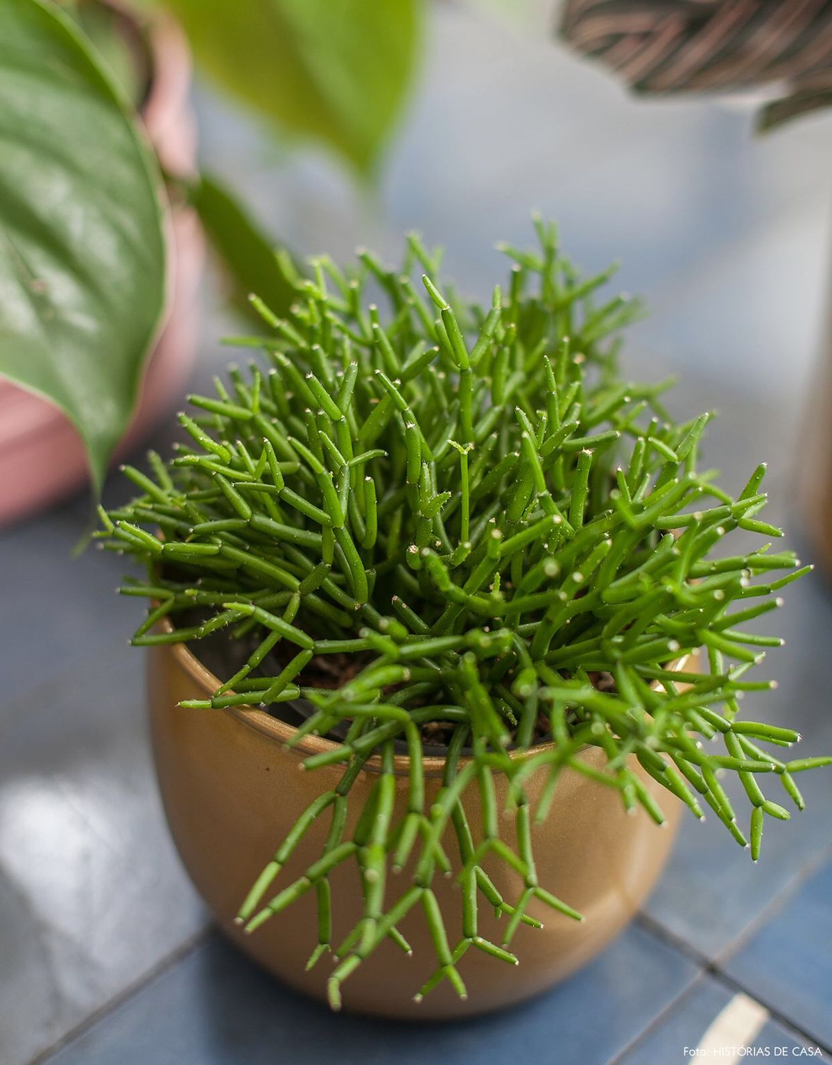Succulent in ceramic pot