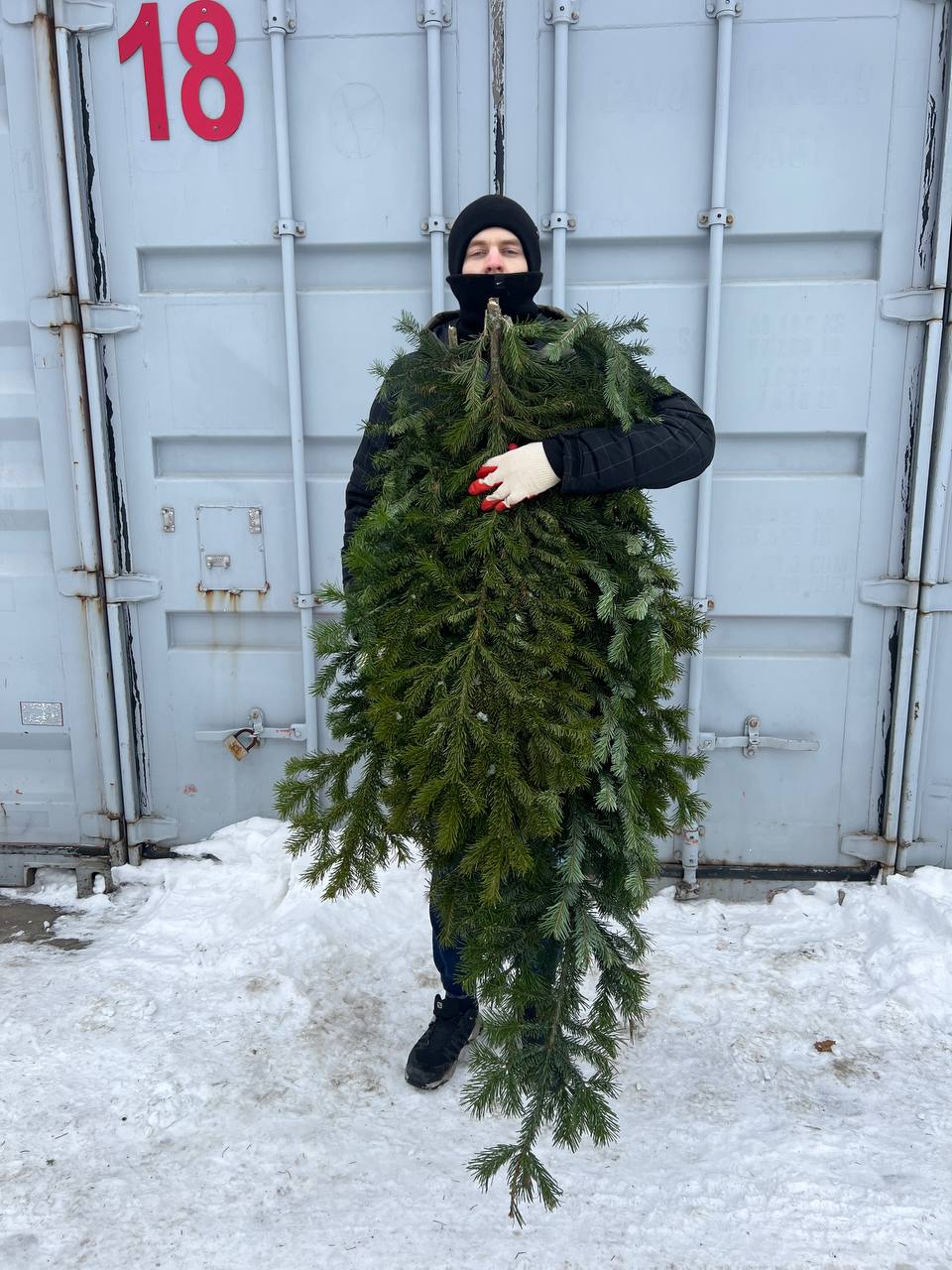 пушистые пихтовые ветви