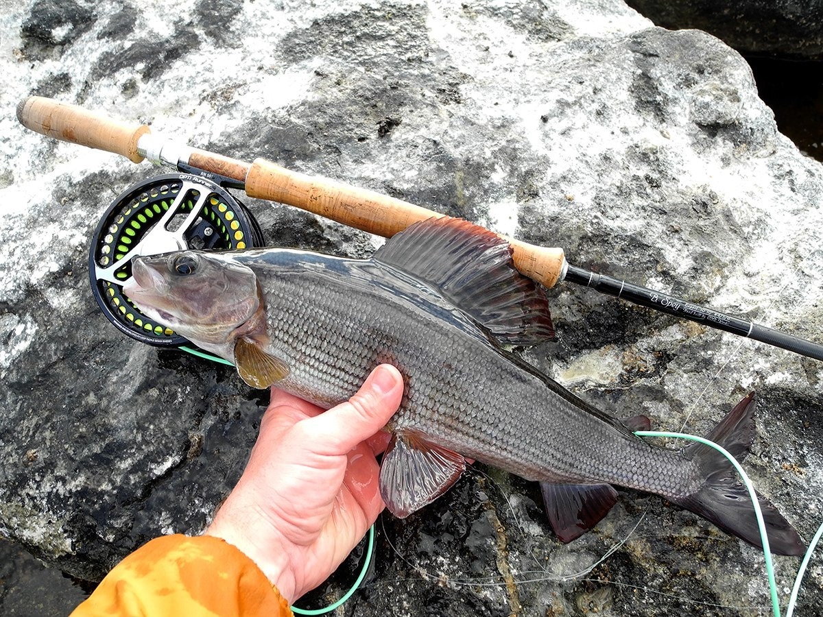 Хариус карелия. Рыбалка в карелии на хариуса. Хариус в карелии. Хариус карелия. Хариус карельский.