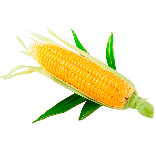 Нормы внесения Гумифулин и Органол для кукурузы