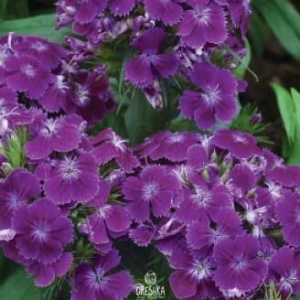 Seeds of Turkish Carnation (Sweet William) (Dianthus barbatus) — 30 pcs