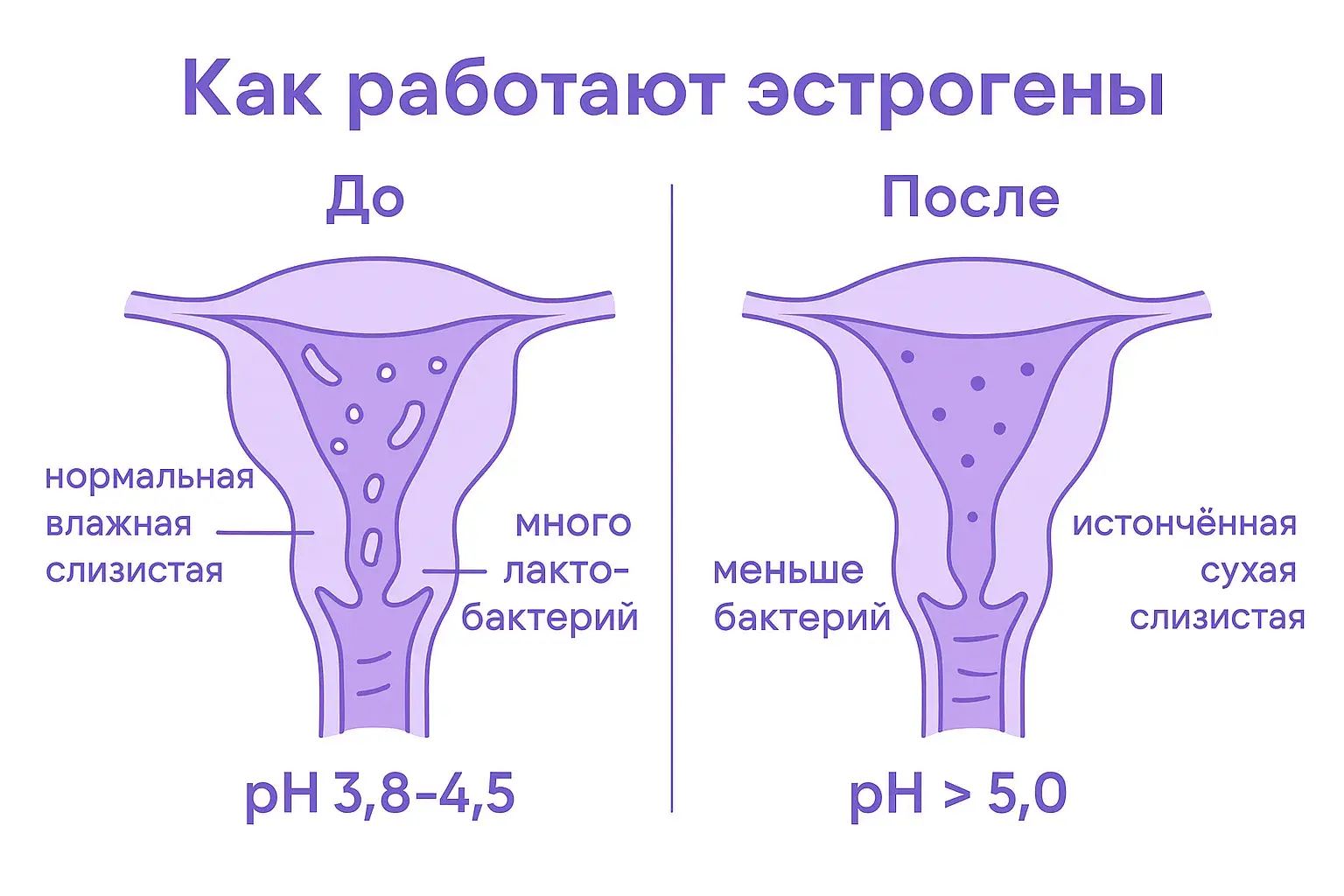схема как работают эстрогены