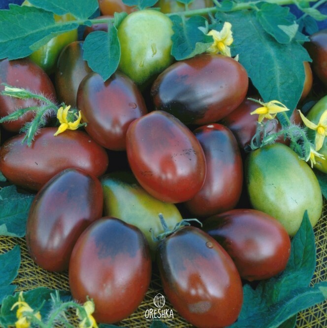 Seeds of Black moor tomato (solanum lycopersicum) — 10 pcs