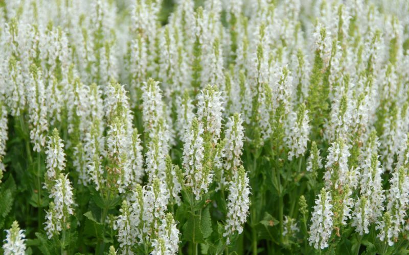 Белый шалфей. Шалфей Дубравный (Salvia nemorosa `Schneehugel`). Шалфей Дубравный svcheehegel. Шалфей Дубравный 'Schneehugel'. Шалфей дубравныйschneehügel’.