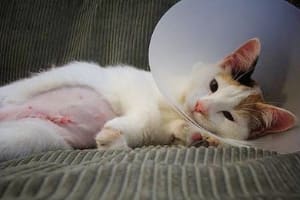 Подготовка кошек и собак к операции и послеоперационный уход