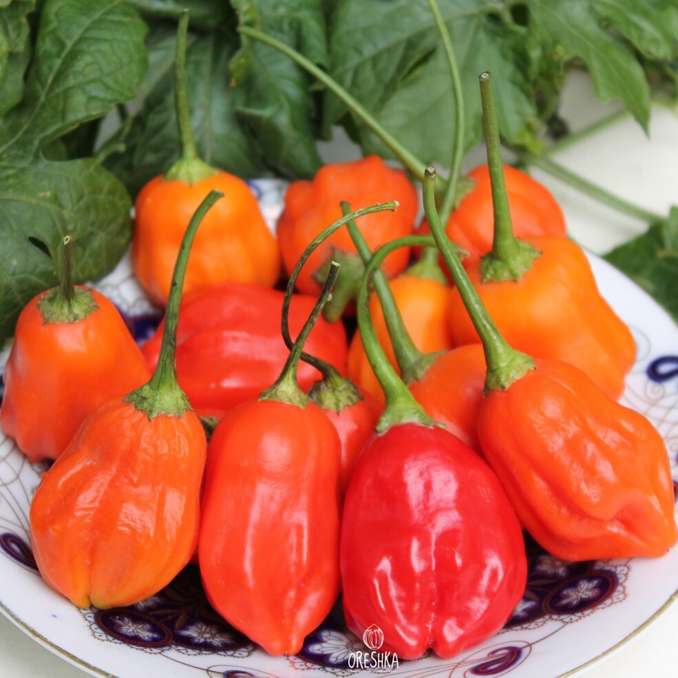 Seeds of Hot pepper Rain Forest (Capsicum) — 5 pcs