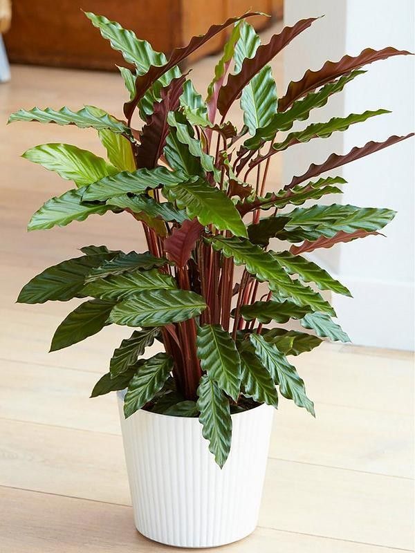 Green indoor plant in pot