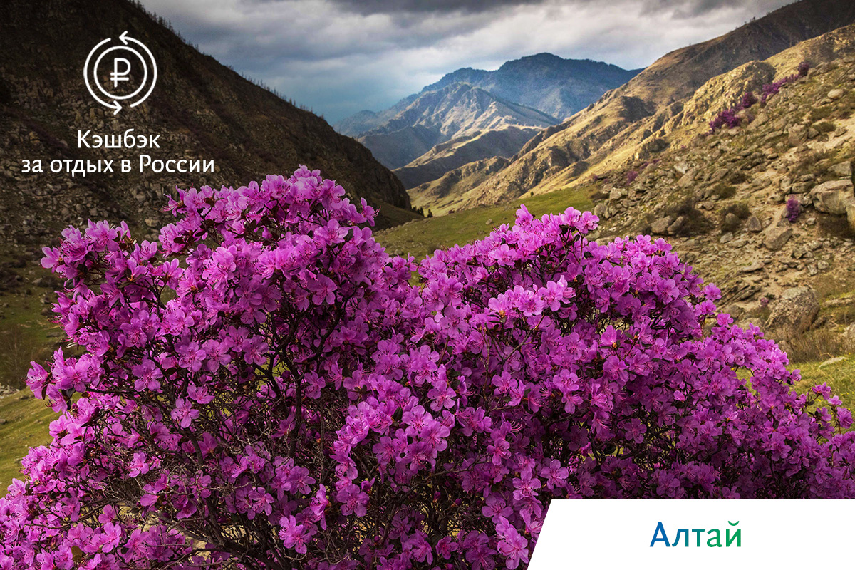 цветущий алтай