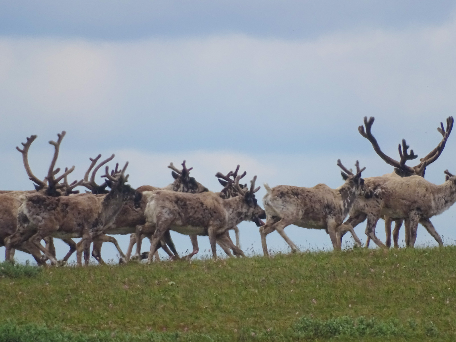 Дикий северный олень в Байкальском заповеднике
