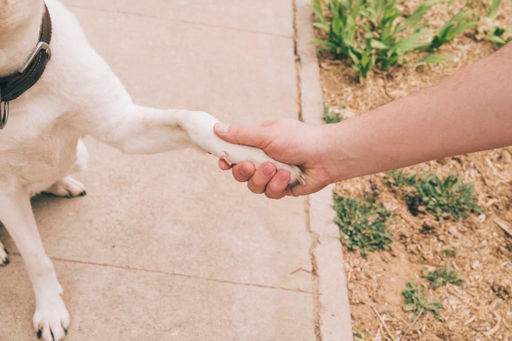 Собака дергает лапой. Лапа собаки. Собака на руках. Собака с протянутой рукой. Лапа собаки и рука человека.