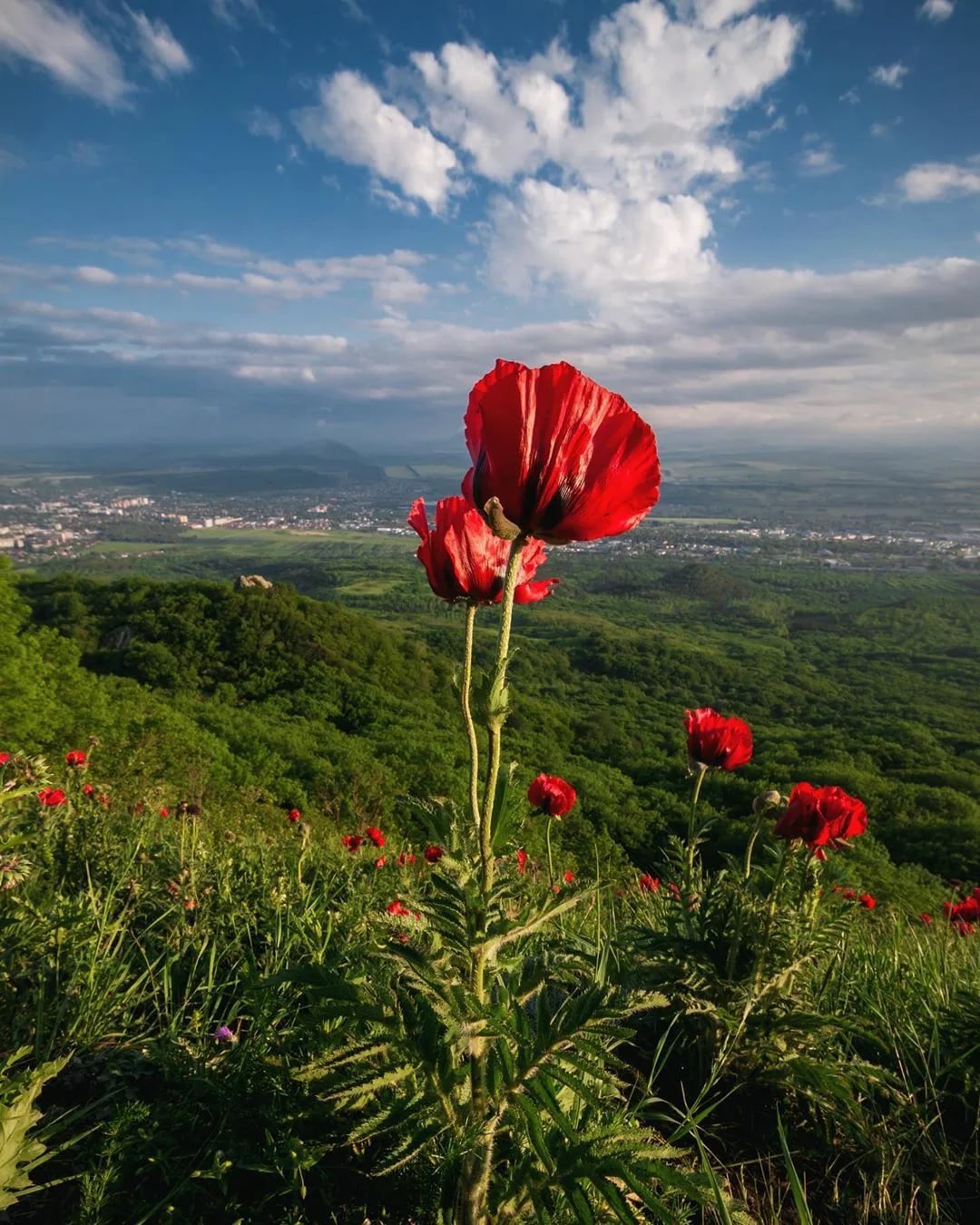 Реликтовые маки на Бештау