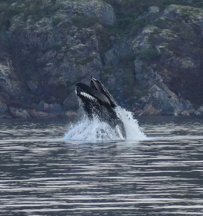 Китовое сафари и дайвинг с 13 по 17 июня 2026