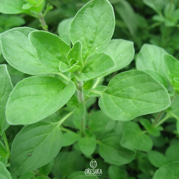Seeds of marjoram Scandi (Origanum majorana) — 100 pcs