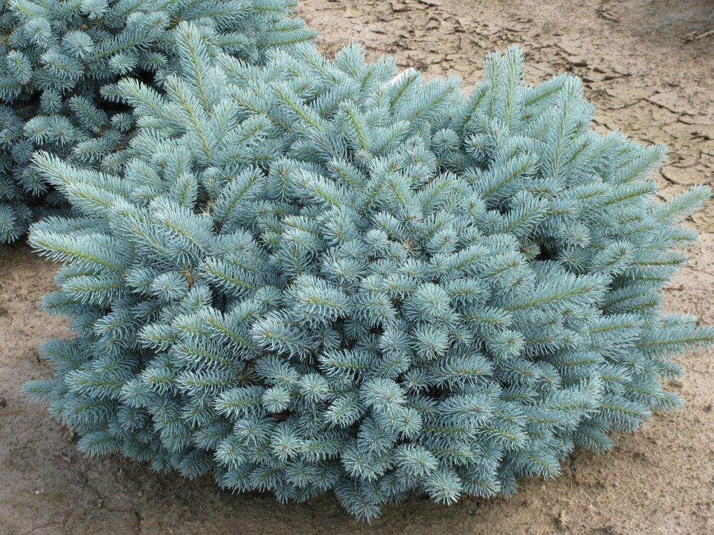 Ель колючая picea pungens glauca. Ель пицея глаука коника. Ель picea glauca. Ель канадская conica (коника). Ель колючая picea pungens glauca.