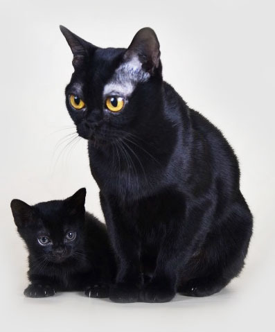 Бомбейская Кошка Купить В Новосибирске