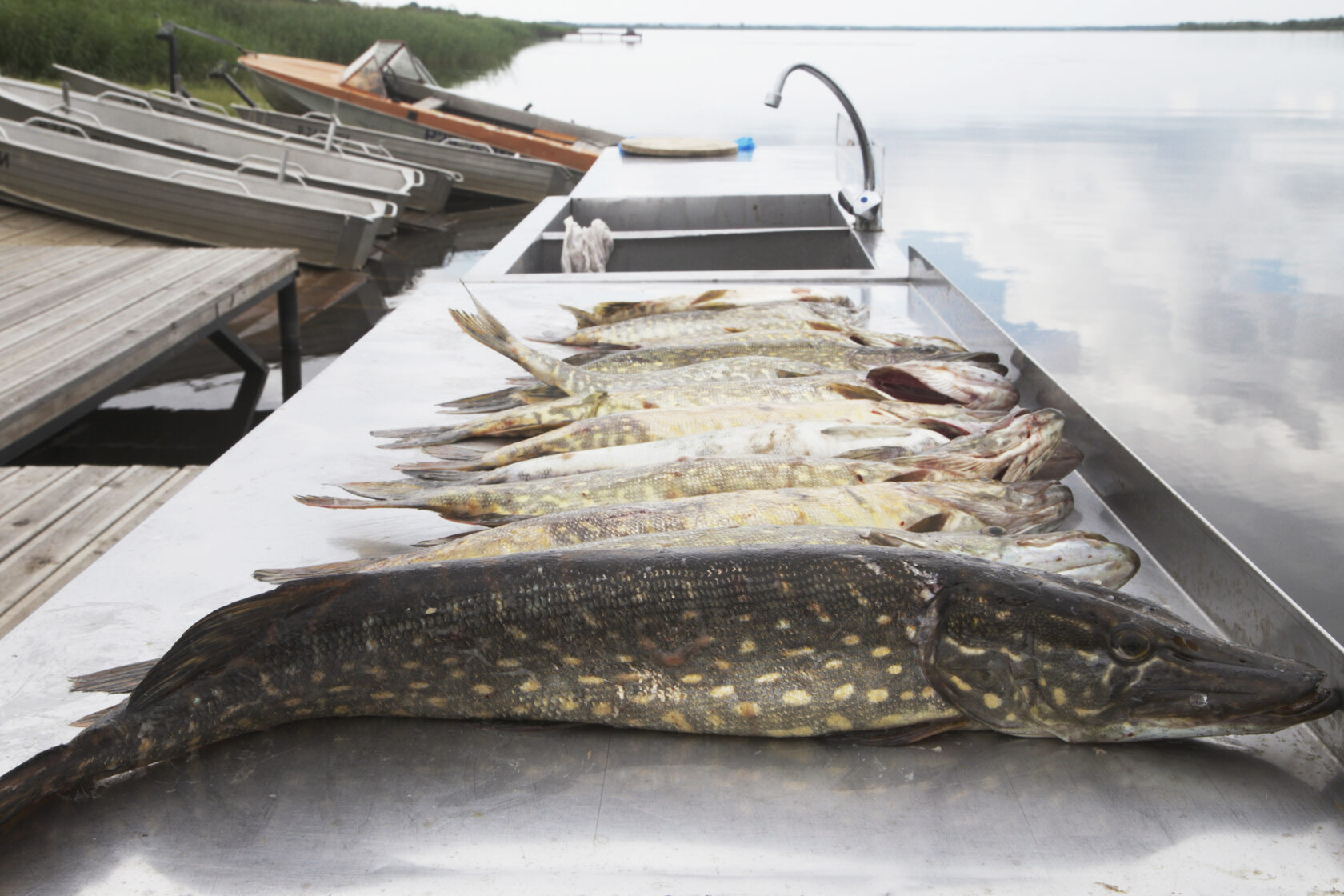 Свирица рыбалка. Пхукет рыбалка рыбы. Barramundi Fish. Tarpon Fish Fishing.