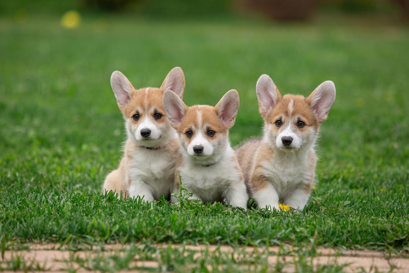 щенки корги