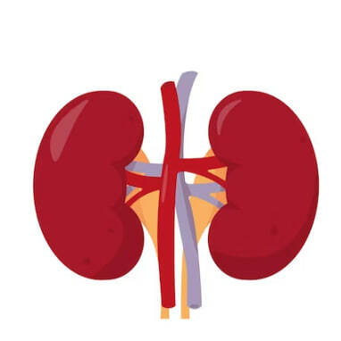 Почки человека