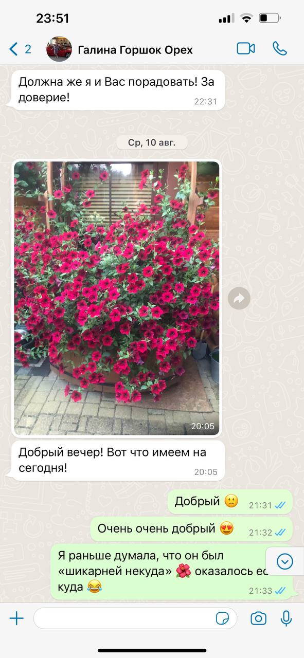Гигантские петунии Калининград