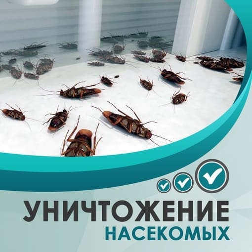 Виды насекомых, которые могут жить в квартире