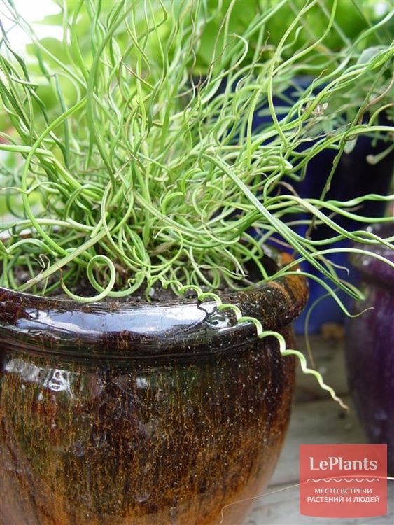 Green indoor plant in pot