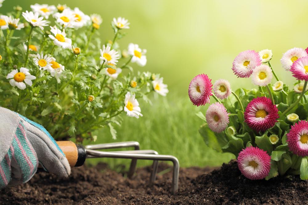 Гардения и уход за ней | Статьи для садоводов