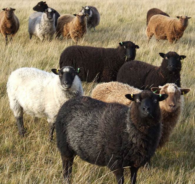 Вълната от шетладски овце се среща в разнообразни цветове - бяло, кафяво, черно, сиво и др.