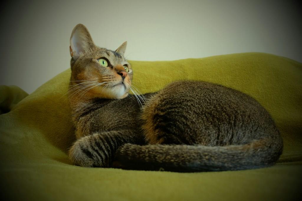 Абиссинская кошка