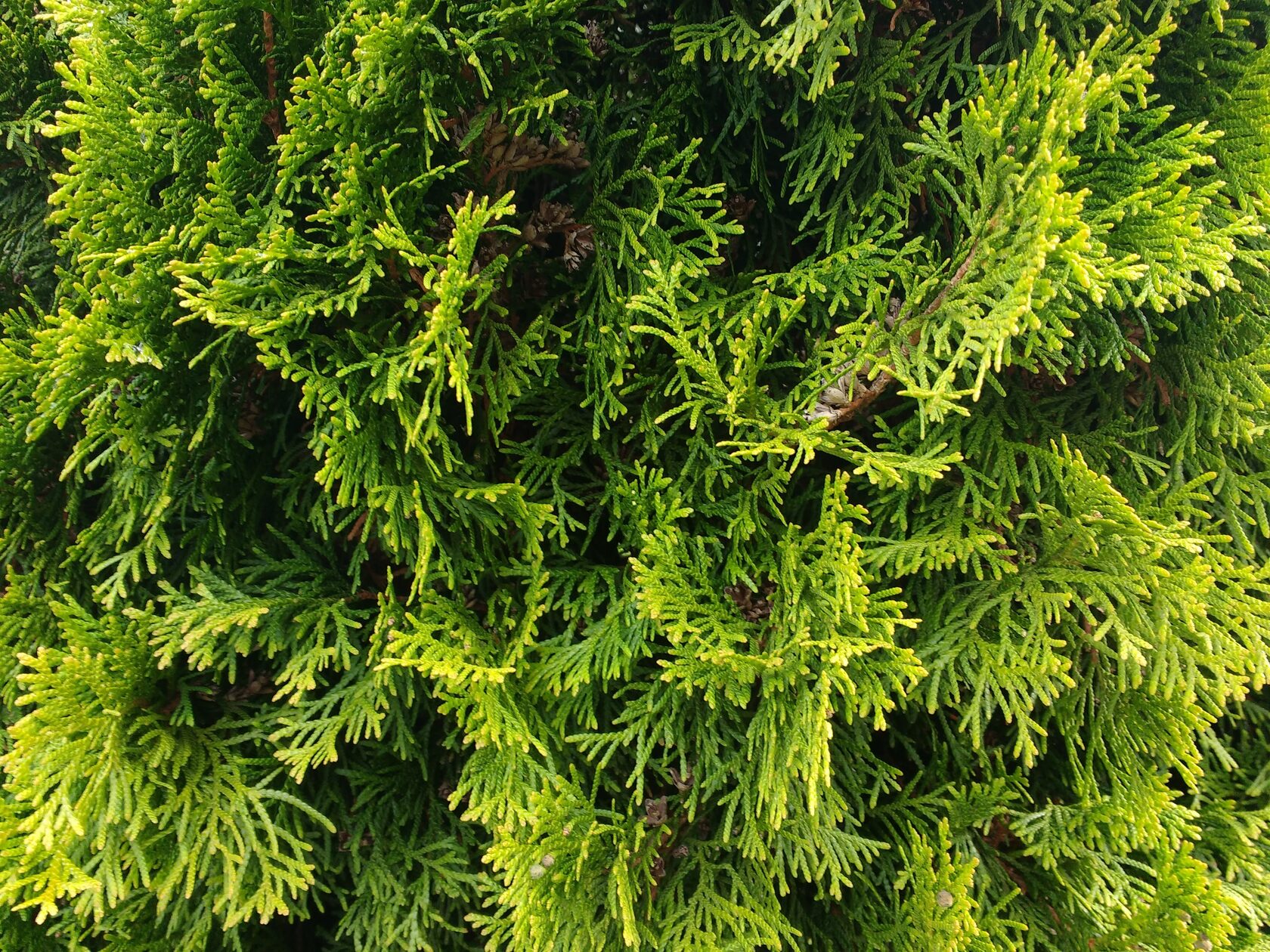 Thuja orientalis Коллекционные растения