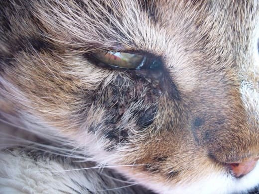 почему у кота текут глаза коричневым