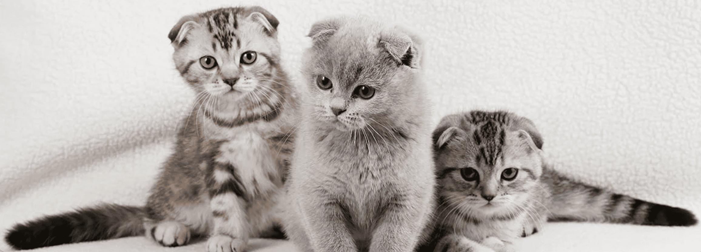 серые шотландские вислоухие котята