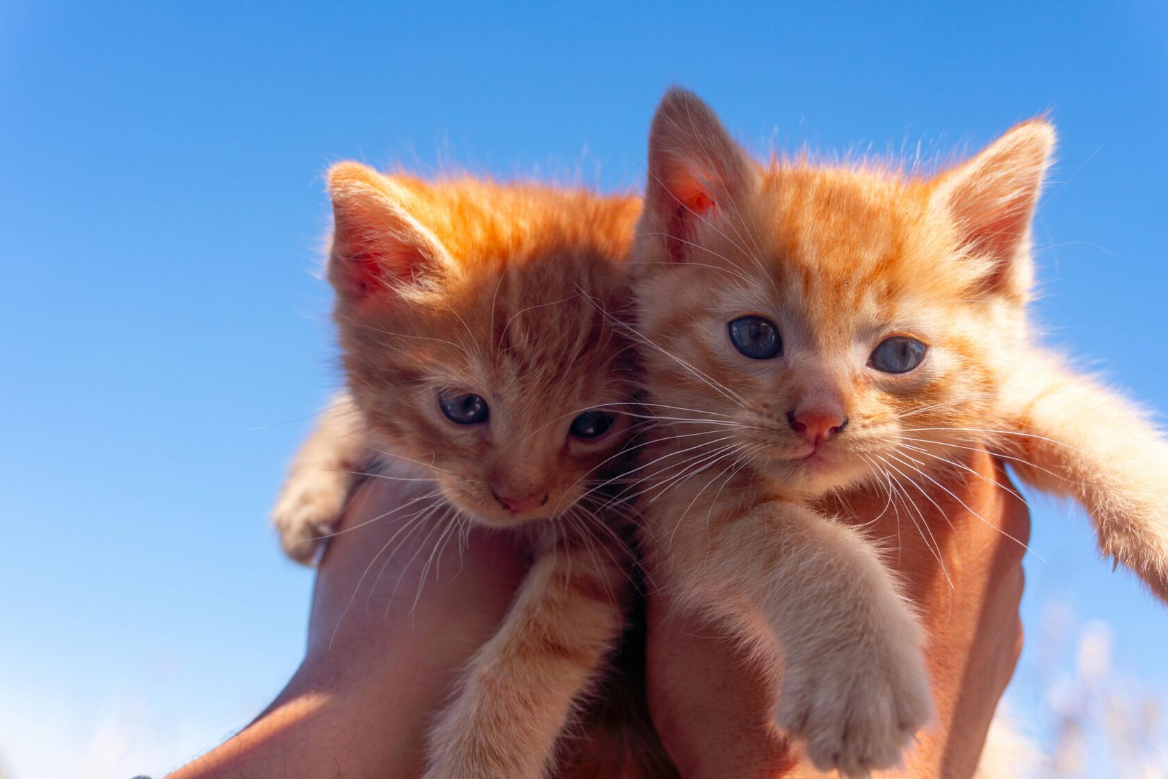 два рыжих котенка на руках