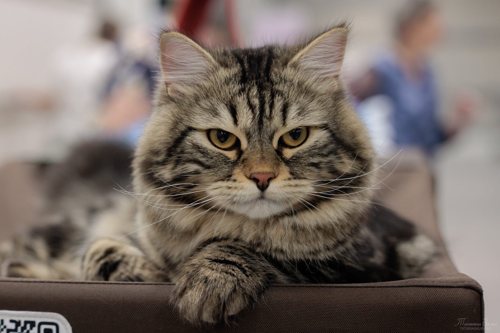 Кошка