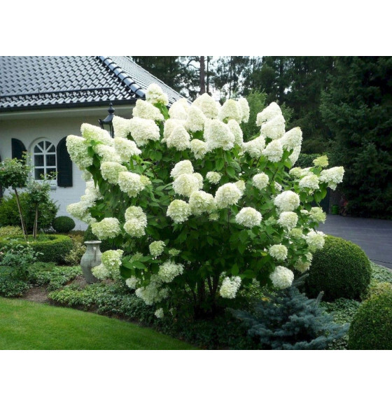 гортензия полярный медведь