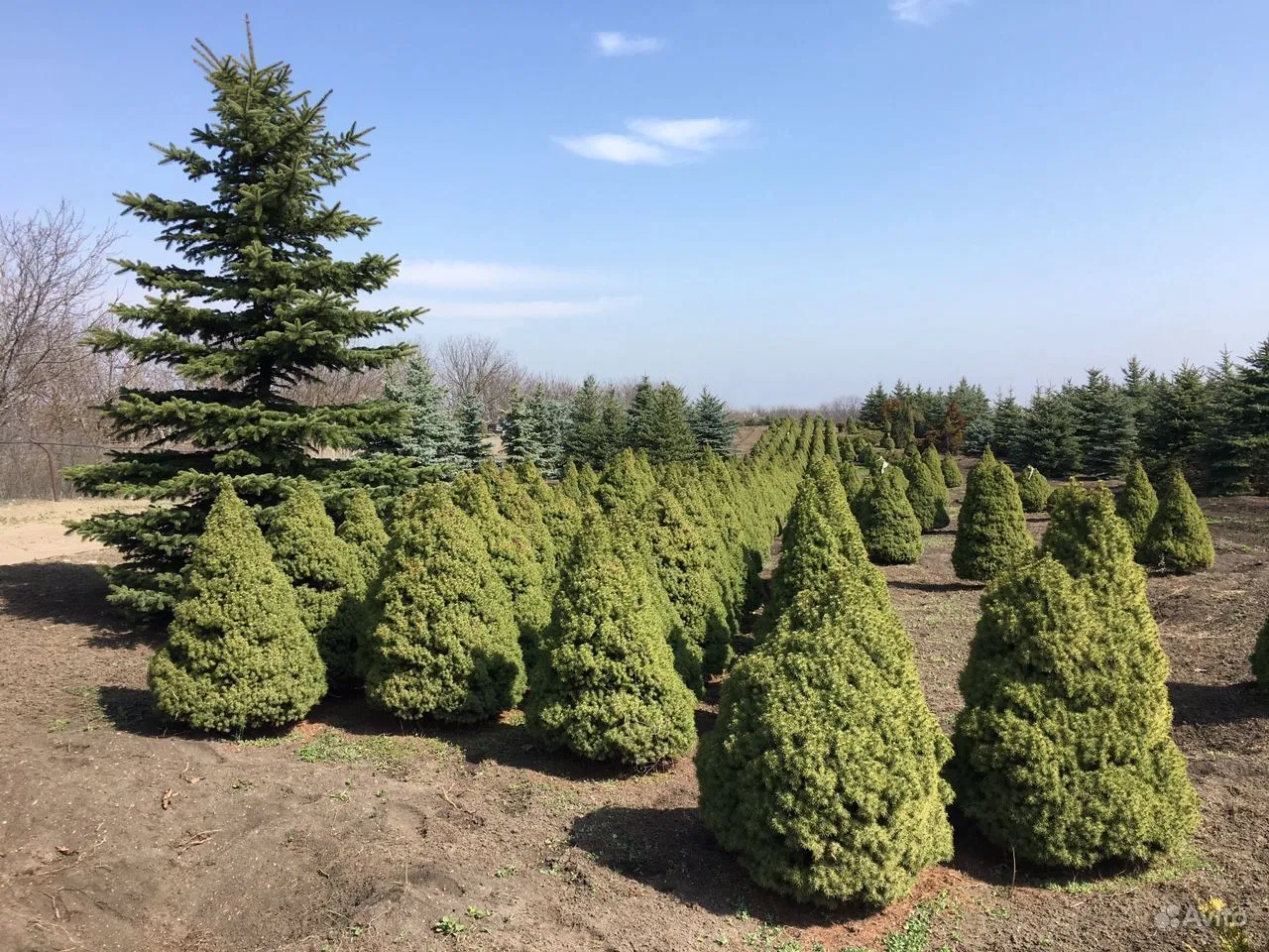 Как сажать канадскую ель. Ель канадская conica. Ель (Picea glauca) канадская Коника. Ель канадская conica (Коника). Ель канадская Коника (Picea glauca conica).