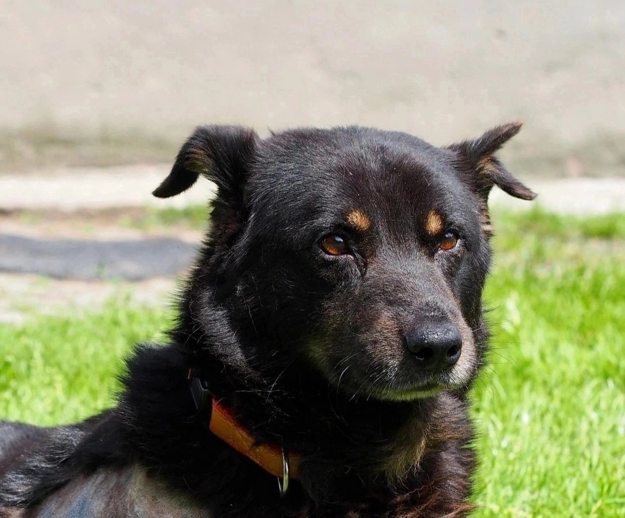 Степан-Степаныч