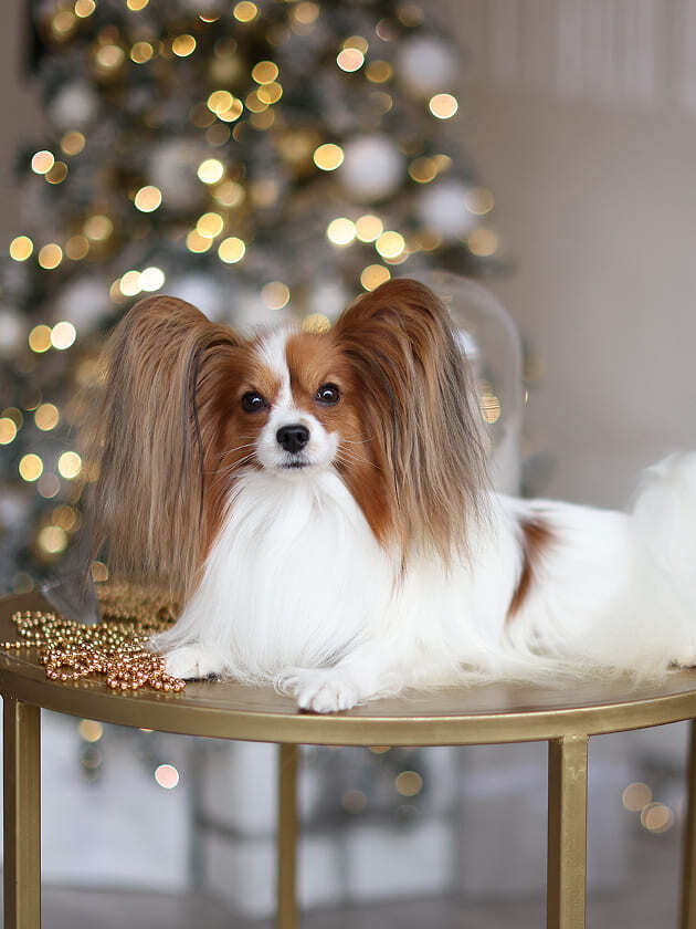 бело-соболиный папийон на улице зимой